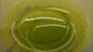 Огурцы с зернами горчицы Вкусная и пикантная закуска на зиму!