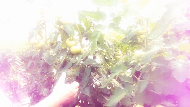 Как вырастить томаты ( помидоры) в теплице? Уборка урожая Томатов Time to Harvest смотреть онлайн