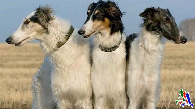 ЖИВУЩИЕ в НОЧИ 6. «Кастрировать русскую борзую? НИ ЗА ЧТО! Это же племенные собаки!» смотреть онлайн