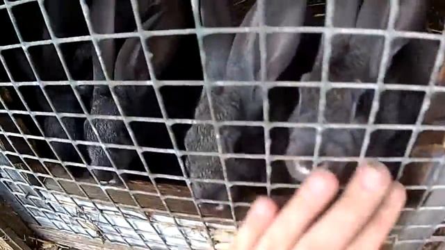 Кроликам 2 месяца и 6 дней//Серый великан смотреть онлайн