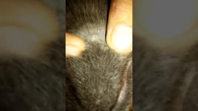 Удаляем клеща у кота!БЕЗОПАСТНО!! смотреть онлайн