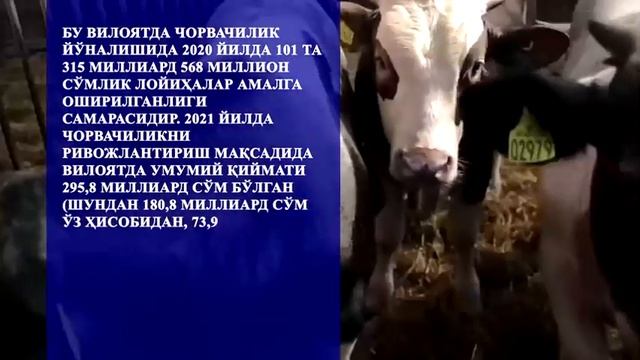 Чорвачилик, паррандачилик ва бошқа турдош соҳалар
