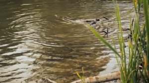 Большая рыба - в поисках гигантов. Рыболовная база "Львово"