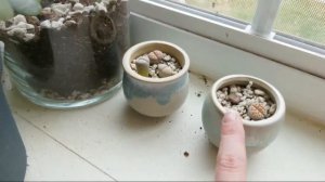 Lithops Update || 5 Months