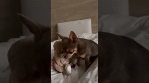 Лёня и новая игрушка