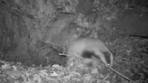 Барсук готовится к зиме.