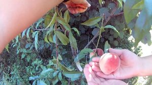 ПЕРСИК СОРТ ИСКРА