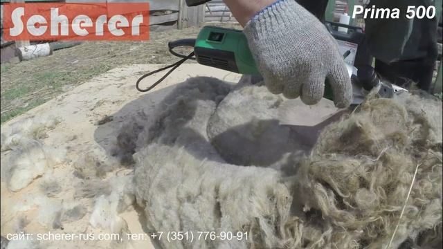 Scherer Prima 500 (Шерер Прима 500) Стрижка барана "домашней" породы. Sheep shearing machine.