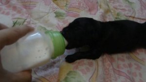 новорожденный щенок, малюсенький щенок, кормление щенка, искусственное вскармливание щенка