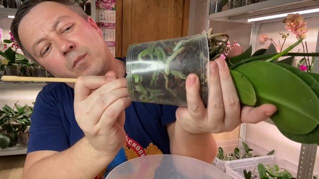 ОРХИДЕИ ПИРАТСКИЕ липкие пятна от насекомых вредителей или ГУТАЦИЯ обработка орхидей оберон-рапид смотреть онлайн