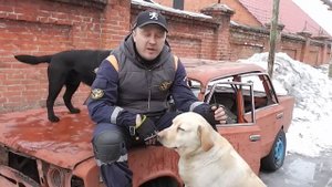 Разница между лабрадором и голденом РЕТРИВЕРЫ