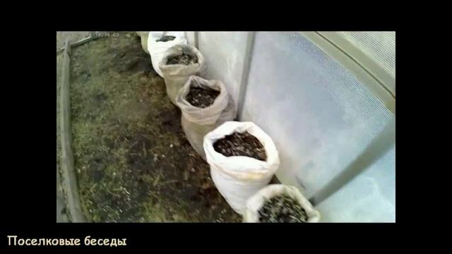 Огурцы в мешках.Высаживаем огурцы в теплицу смотреть онлайн