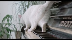 КАК СПИСАТЬ ВСОШ ? ОТВЕТЫ НА ВСОШ