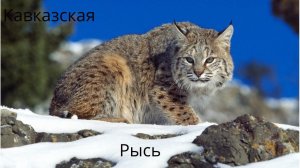 Кавказская рысь