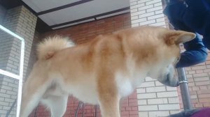 Лова лова / груминг / Сиба ину / Shiba