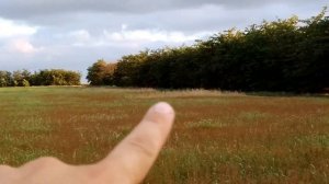 Лён подходит к уборке! Глифосат или Дикват?