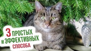 Как сохранить новогоднюю ель в домашних условиях?