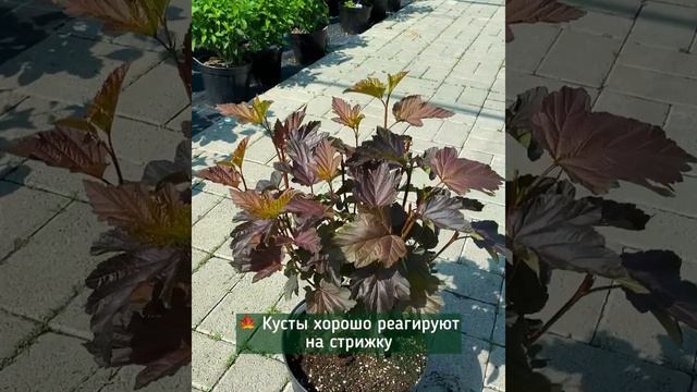 пузыреплодник в Садовых центрах Виктория