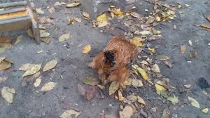 Почему я люблю курочек Фокси Чик )))