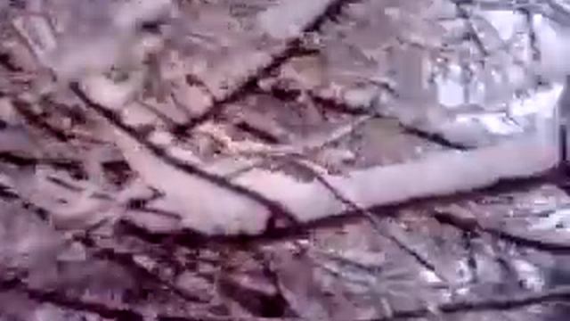 Лиственницы зимой смотреть онлайн