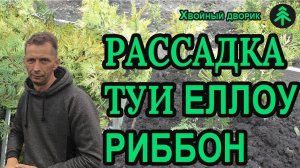 Рассадка туи западной еллоу риббон с формированием для дальнейшего роста.
