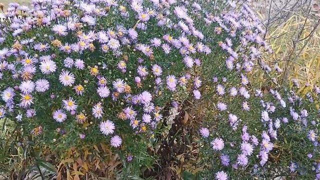 Отдых на свежем воздухе в конце октября. Готовим в казане и просто отдыхаем. Релаксация смотреть онлайн