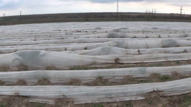 Клубника Хоней Honey под агроволокном 18 04 смотреть онлайн