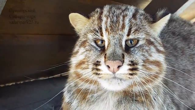 Парк хищных зверей 7 марта 2019 г. смотреть онлайн