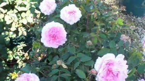 Rose The Mayflower Rose English Sh.mov