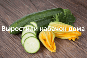 Как вырастить кабачок дома на балконе. Итоги.