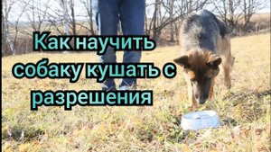 Как научить собаку есть с разрешения