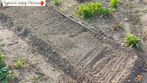 ??Новые сорта гороха и посев в грунт
