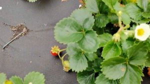Земляника садовая Розовая мечта из семян.
