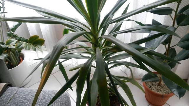 ЮККА - неприхотливое комнатное растение. Мои рекомендации по уходу смотреть онлайн