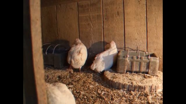 Подстилка для перепелов из опилок - вопросы и ответы смотреть онлайн