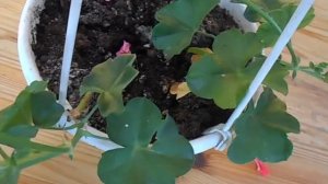 пеларгония из семян в августе