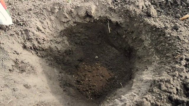 Как высаживать помидоры в теплицу. Что положить в лунку? Посадка томатов в теплицу.