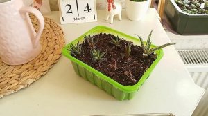 Хавортия Купера размножение #succulents #суккуленты #хавортия