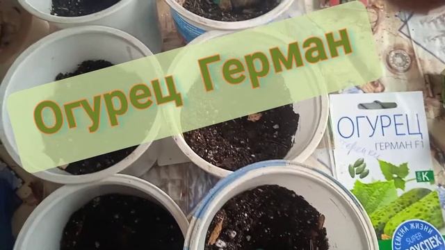 Сеем семена лагенарии, огурца тыквы и дыни, и надеемся на успех задуманного! смотреть онлайн