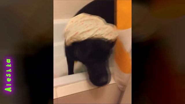 Собаки купаются в ванной. смотреть онлайн