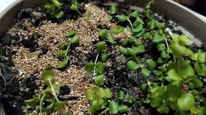 Вербейник монетчатый. Наращивание.