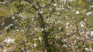 Яблоня из семечка - цветение. 2022 год.