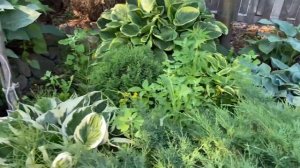 Сад хост в Бийске. Хосты в саду. Хоста королева тени. Hosta garden tour 2022