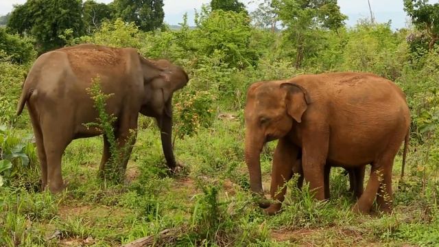 Слоны удивительные животные. Интересные факты о слонах.