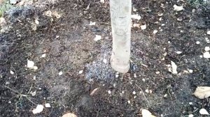 Пересадка деревьев: правильное закрепление растяжками