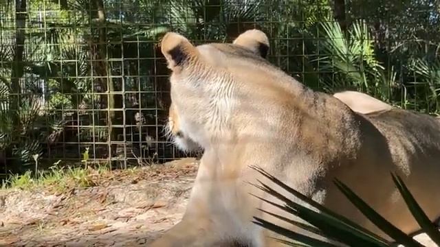 Big Cat Rescue LIVE- Q&A at Big Cat Rescue on Monday with Brittany and the Big Cats 03 21 2022 смотреть онлайн