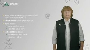 9 5 Технология возделывания подсолнечника