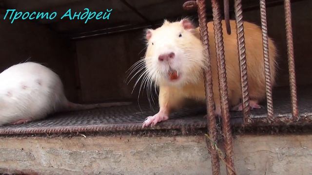 УКУСИЛА НУТРИЯ В ЧЕМ ПРИЧИНА