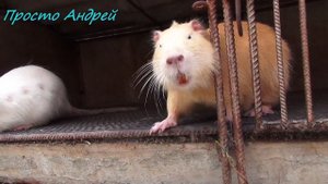 УКУСИЛА НУТРИЯ В ЧЕМ ПРИЧИНА