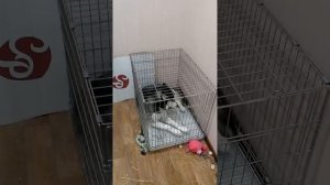 Хаски ругают.mp4